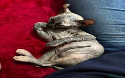 Sphynx cats for sale: LAST 2 tortie elf girls left  - Image 3