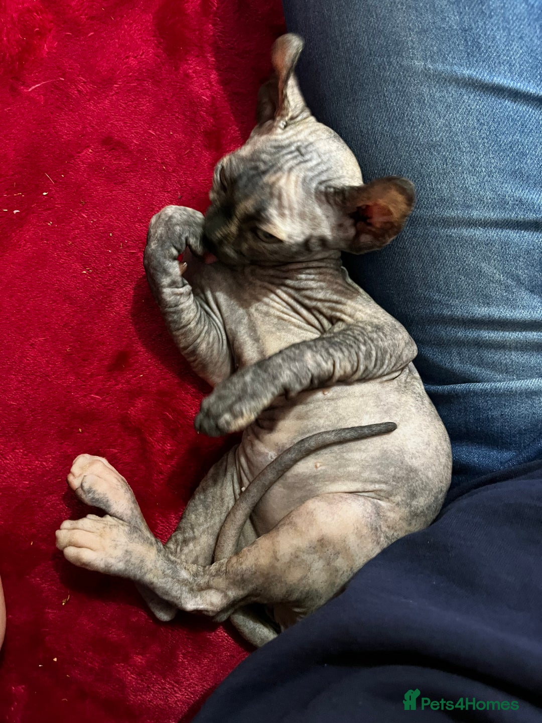 Sphynx cats for sale: LAST 2 tortie elf girls left  - Image 3