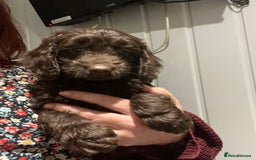 Cockapoo dogs for sale: F1 cockapoo puppies registered breeder - Image 20