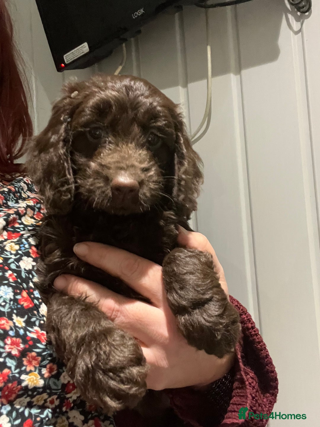 Cockapoo dogs for sale: F1 cockapoo puppies registered breeder - Image 20