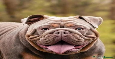 English Bulldog dogs - Advert 2