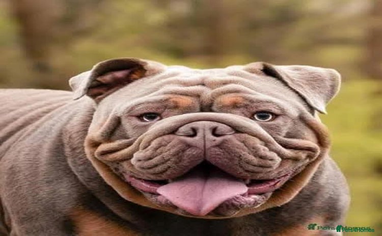 English Bulldog dogs - Advert 6