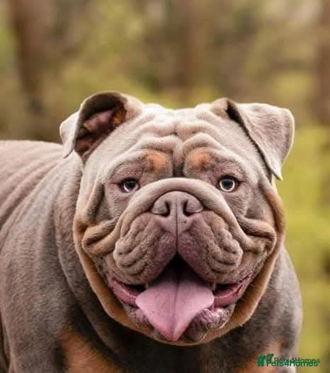 English Bulldog dogs for stud: Charlie for stud lilac and tan fullsuit - Image 2