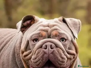 English Bulldog dogs Charlie for stud lilac and tan fullsuit - Advert 11