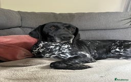 Mixed Breed dogs for sale: Gorgeous pointer x collie - Image 15