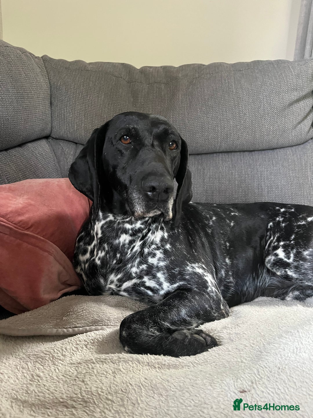 Mixed Breed dogs for sale: Gorgeous pointer x collie - Image 15