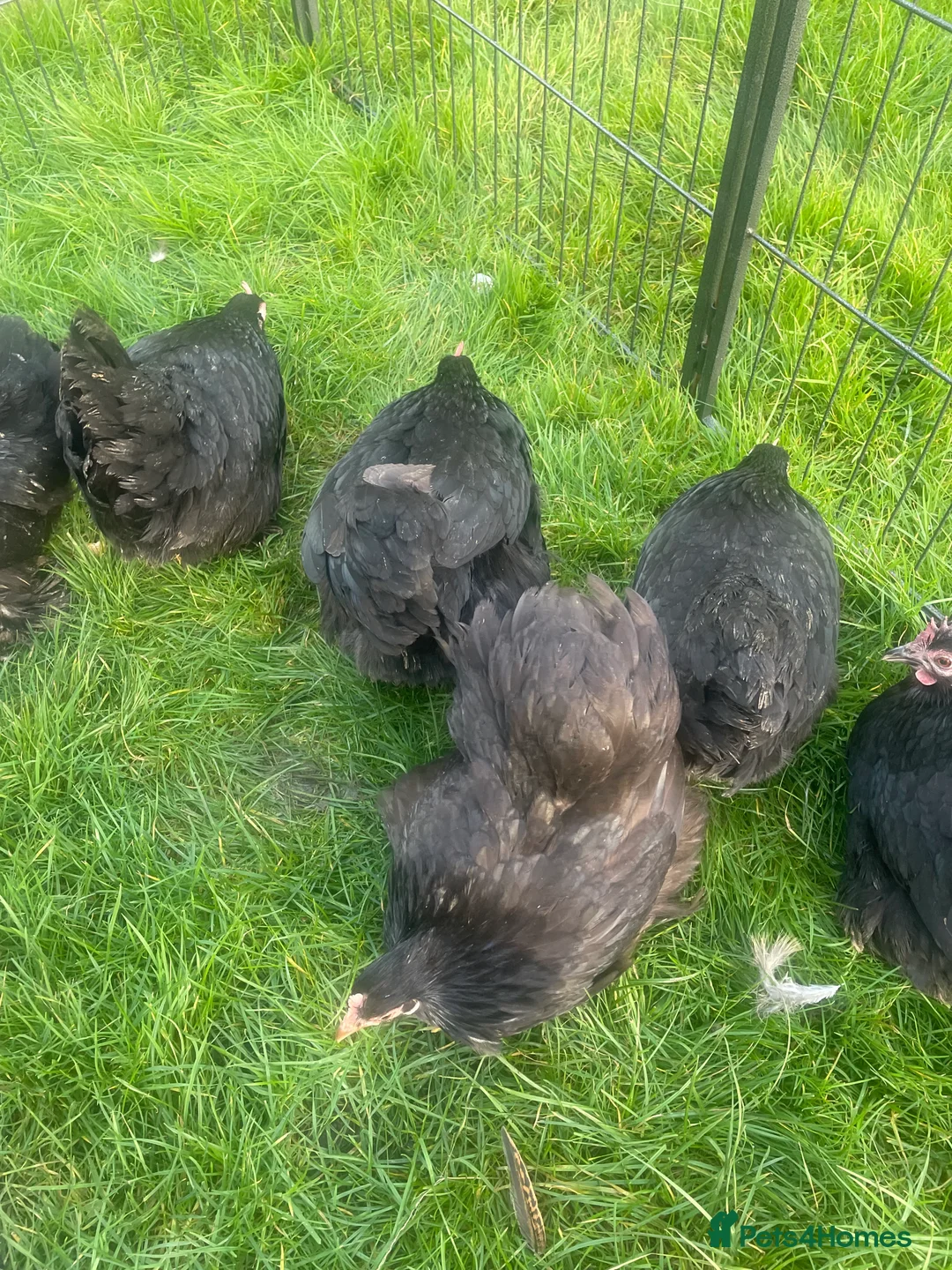 Chickens poultry for sale: Pekins - Advert 4