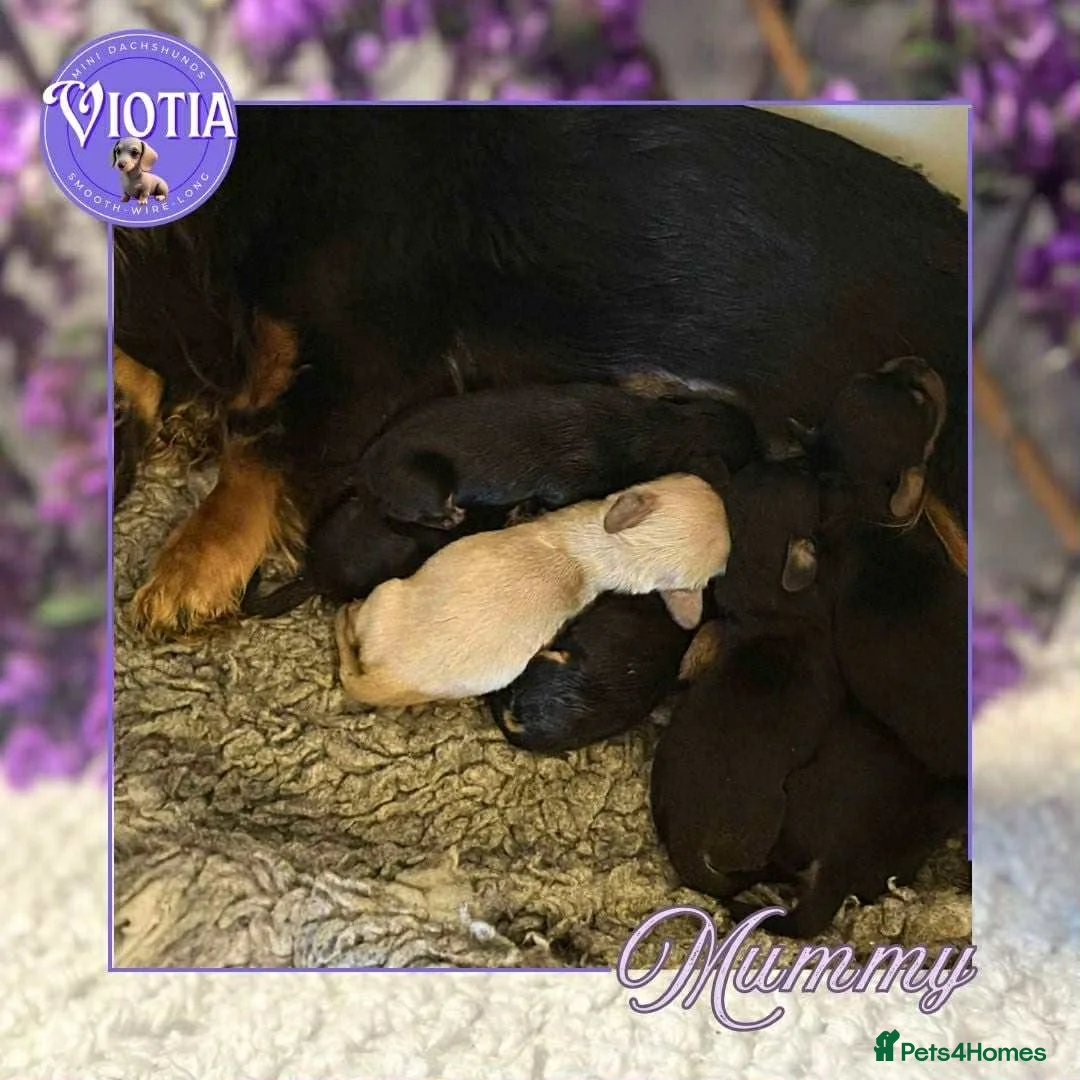 Miniature Dachshund dogs for sale: Beautiful miniature dachshunds  - Advert 2