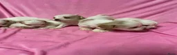 Cavachon dogs for sale: Adorable Cavachon Puppies Ready Soon  - Advert 3
