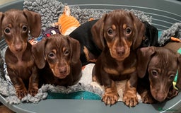 Miniature Dachshund dogs for sale: Playful smooth haired mini dachshunds Ready Now - Image 2