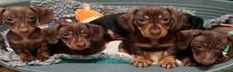Miniature Dachshund dogs for sale: Ready Now! smooth haired mini dachshunds - Advert 10