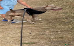 American Bully dogs for sale: 8 months American bully - Name- Sage  - Image 2