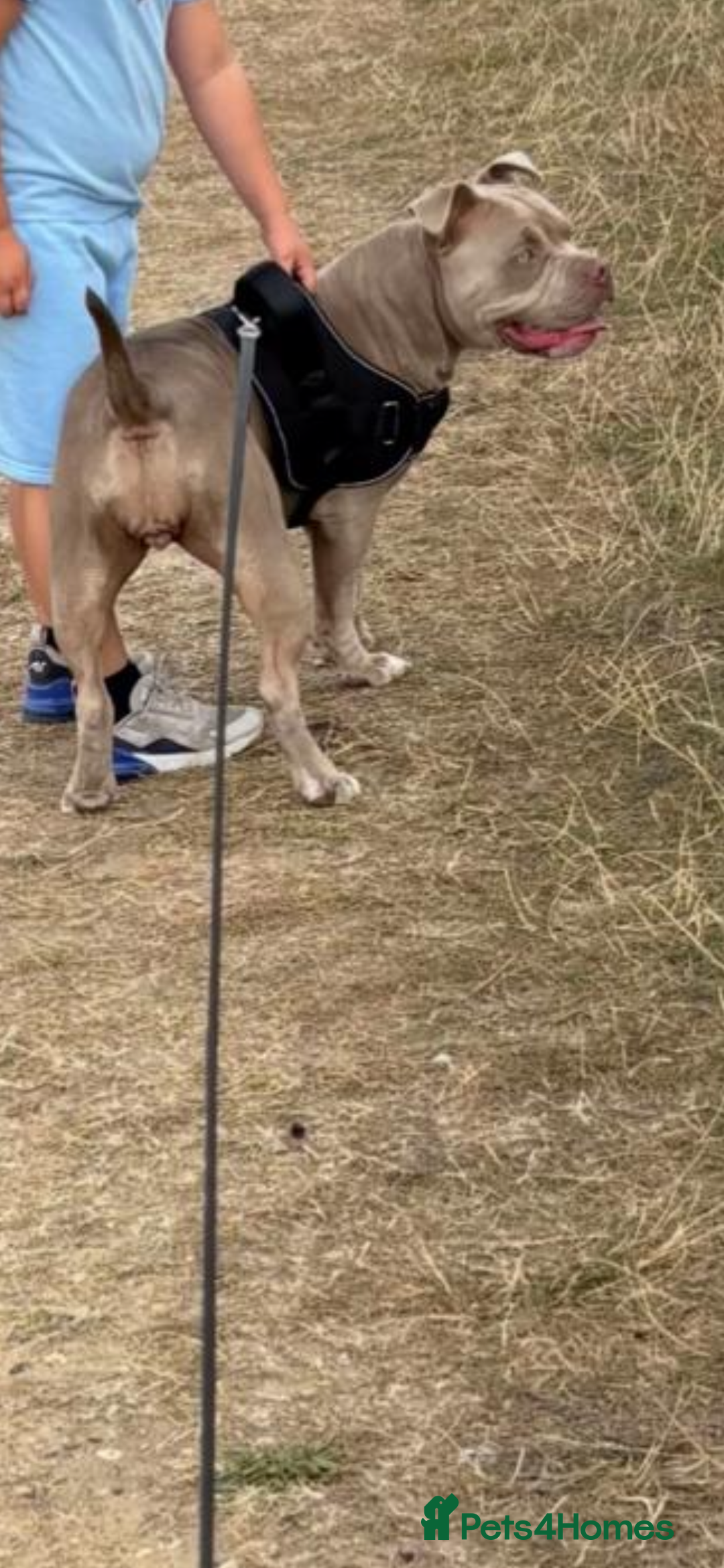 American Bully dogs for sale: 8 months American bully - Name- Sage  - Image 2