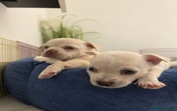 Chihuahua dogs for sale: Chihuahua puppies - Image 14
