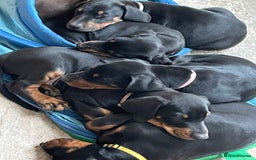 Dobermann dogs for sale: KC REG Fully health tested parents - Image 7