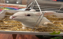 Beveren rabbits for sale: Rabbit for sale - Image 1