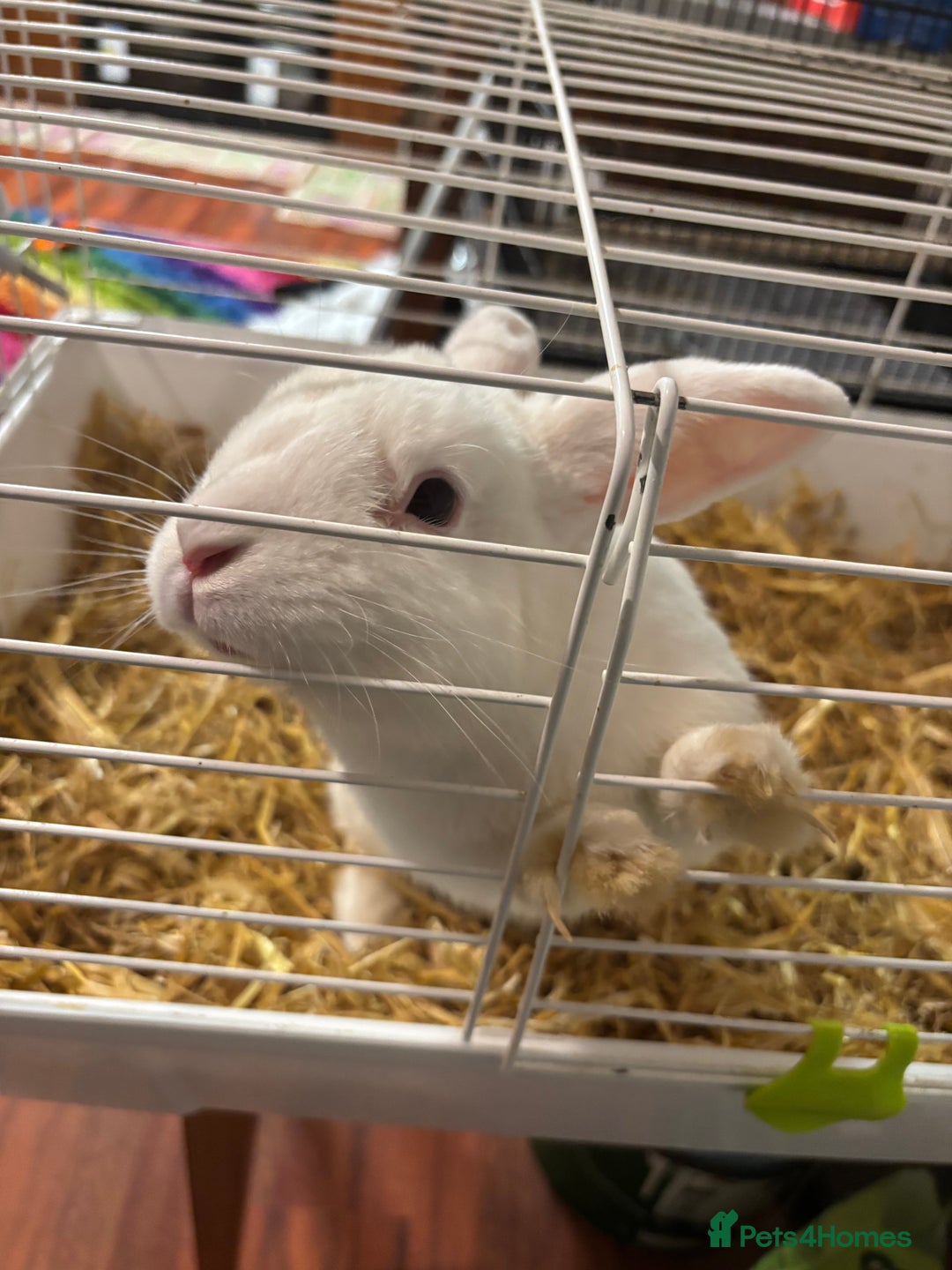 Beveren rabbits for sale: Rabbit for sale - Image 1