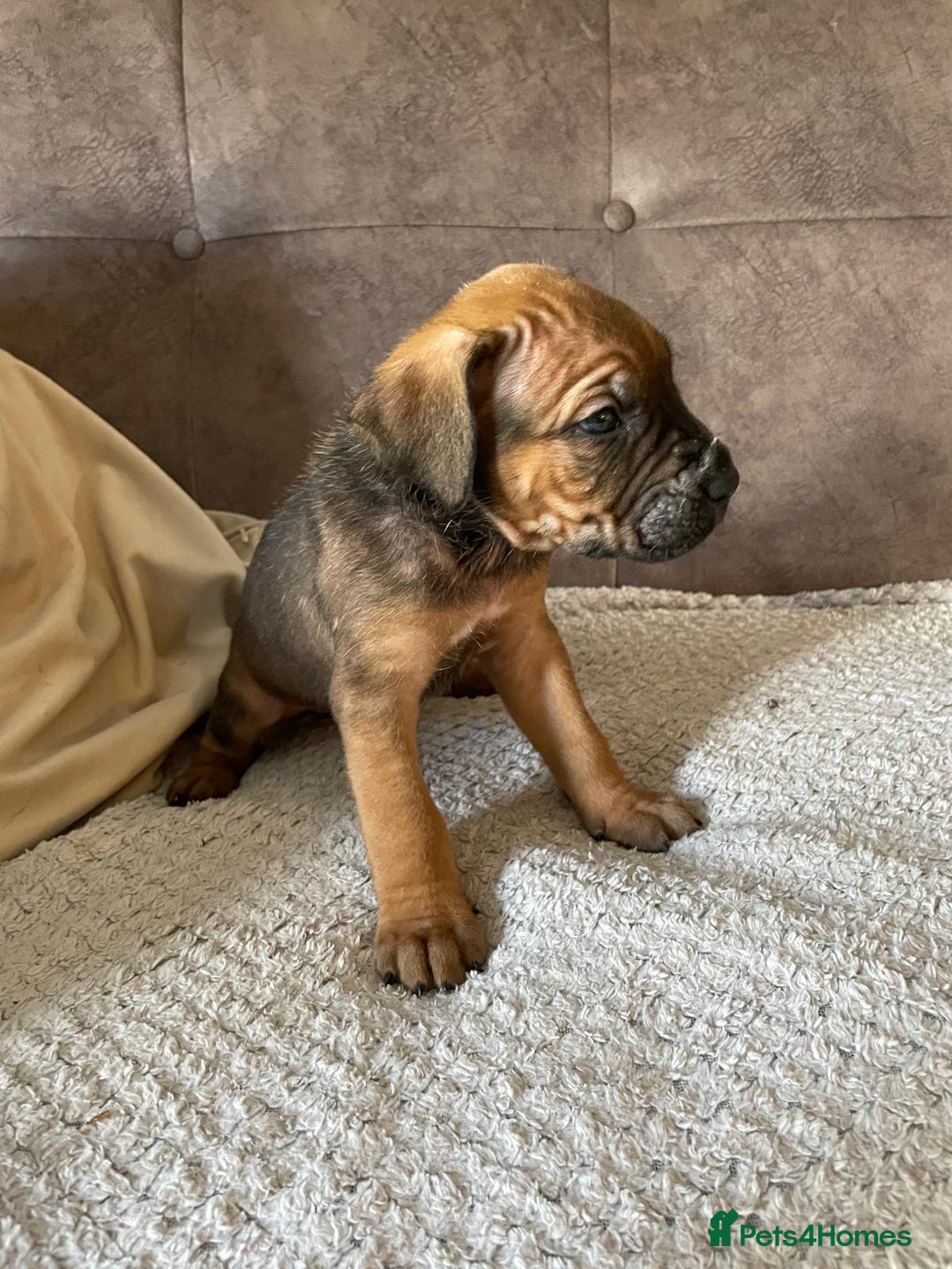 Cane Corso dogs for sale: Gorgeous cane corso - Image 2