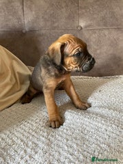 Cane Corso Puppy 1