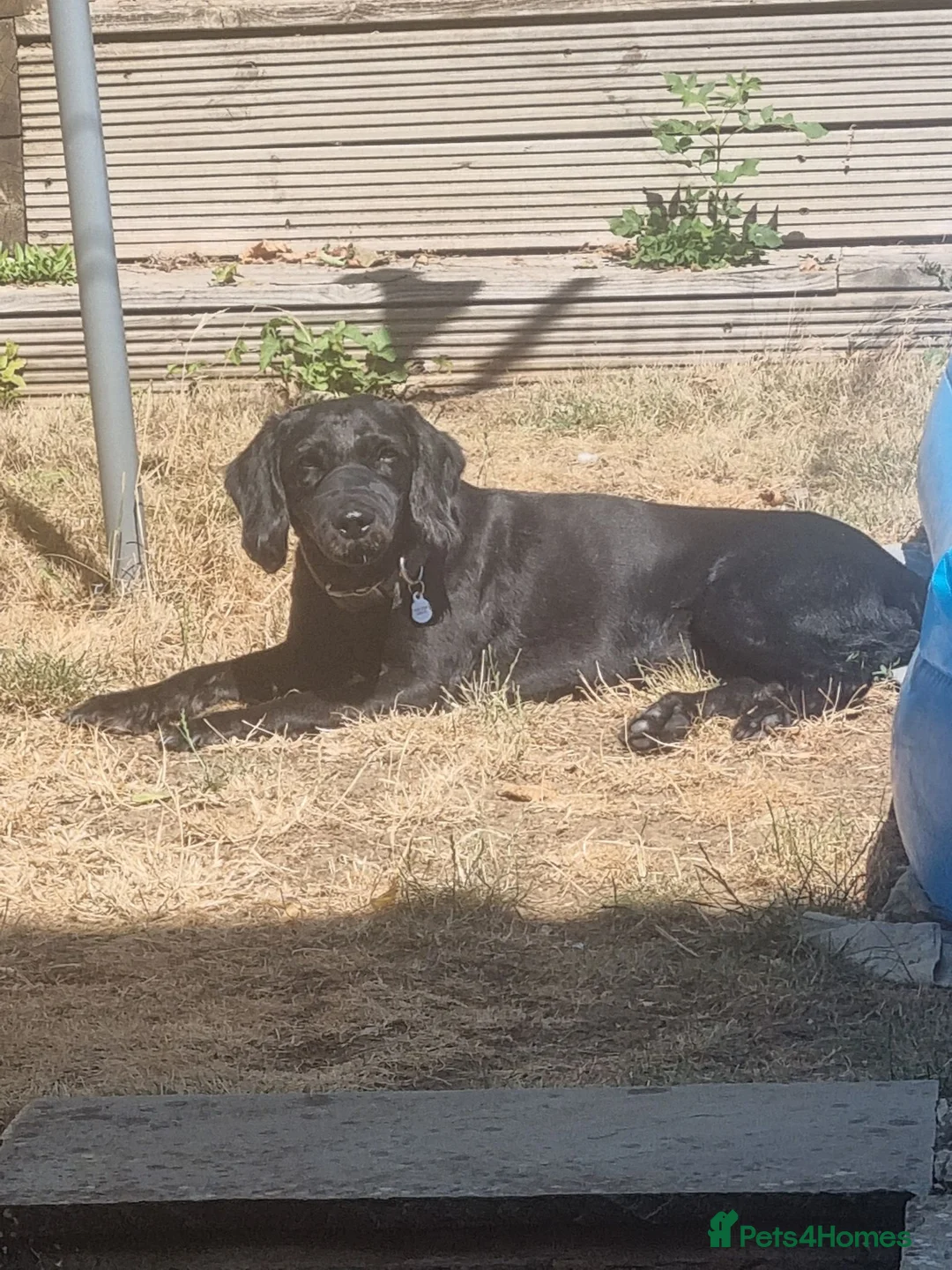Mixed Breed dogs for sale: Male Cokerpoo x Lab  - Advert 2
