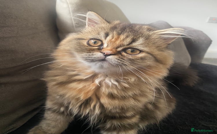 Persian cats in Gateshead - Advert 12