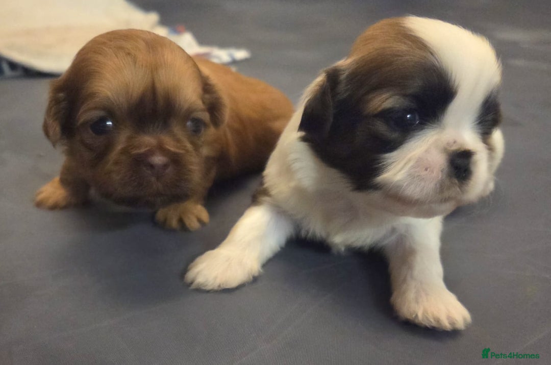 Shih Tzu dogs for sale: 5 beautiful Full Pedigree Shih Tzu Puppies - Image 10