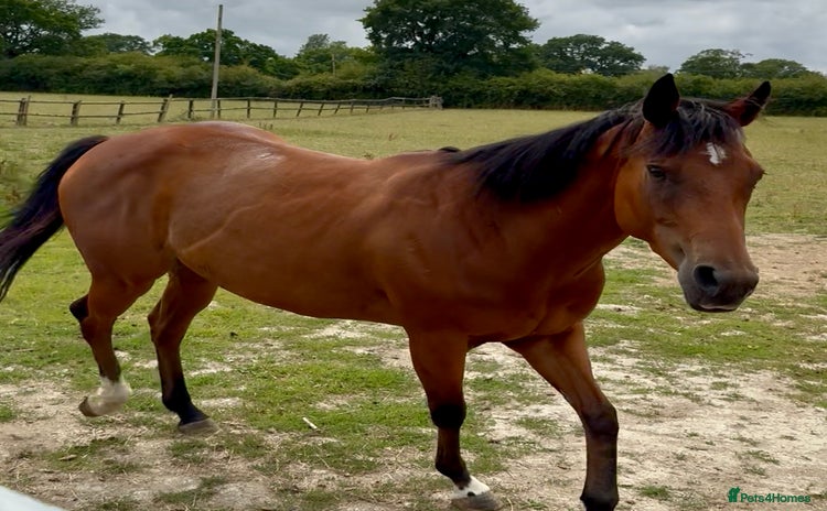 Irish Thoroughbred horses - Advert 1