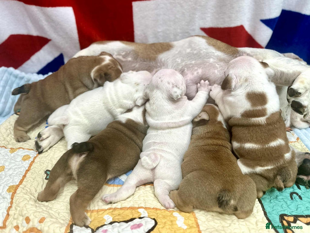 English Bulldog dogs for sale: ** PUREBRED STANDARD COLOUR BULLDOG PUPPIES** - Advert 30