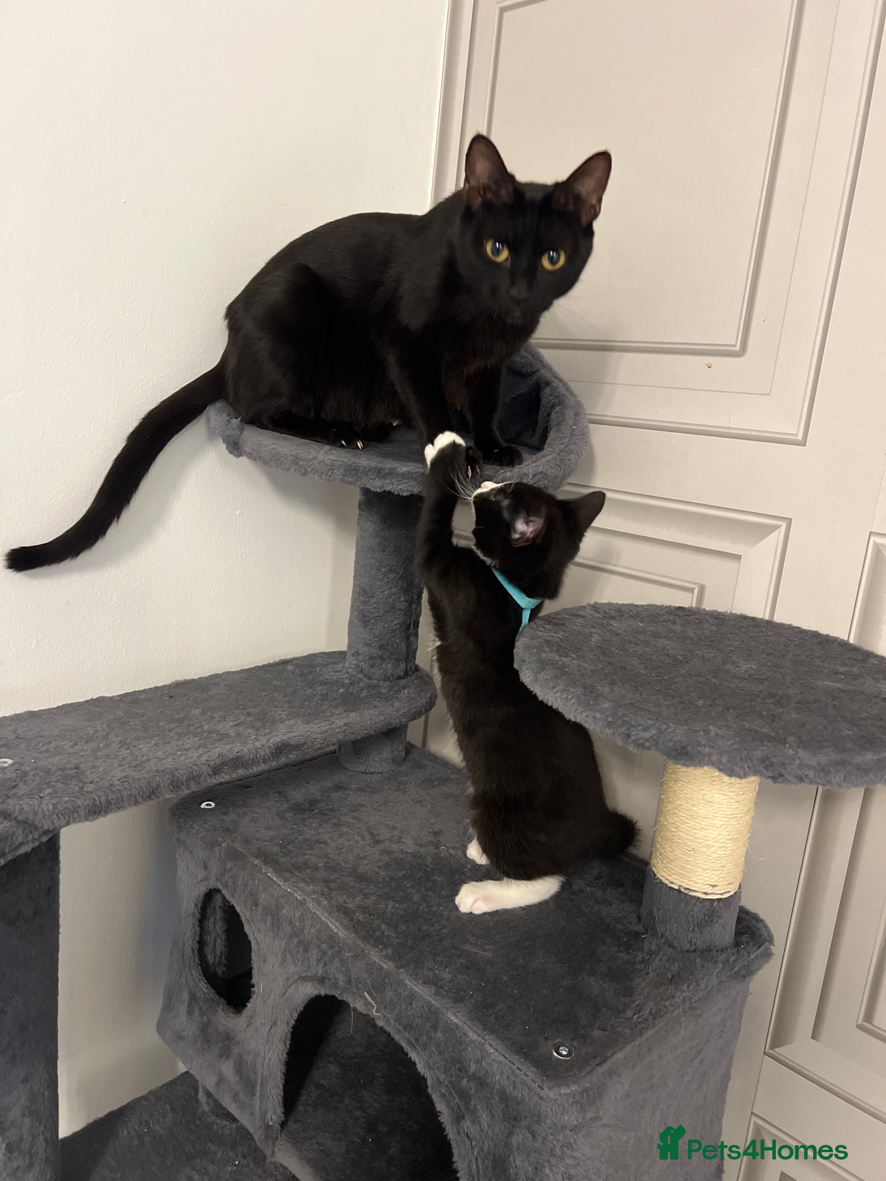 Mixed Breed cats beautiful kittens  - Advert 1