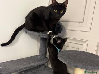 Mixed Breed cats beautiful kittens - Advert 1