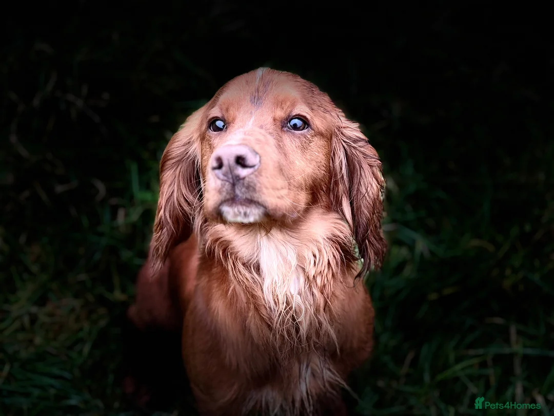 Cocker Spaniel dogs for stud: 😍KC Reg Dark Red Dog at Stud😍 in Malmesbury - Advert 1