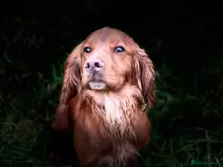 Cocker Spaniel dogs 😍KC Reg Dark Red Dog at Stud😍 in Malmesbury - Advert 1