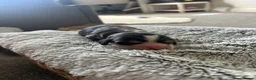 Cocker Spaniel dogs for sale: 🌟Rare Coloured Show-Type Cocker Spaniel Puppies🌟 in Rhyl - Advert 7