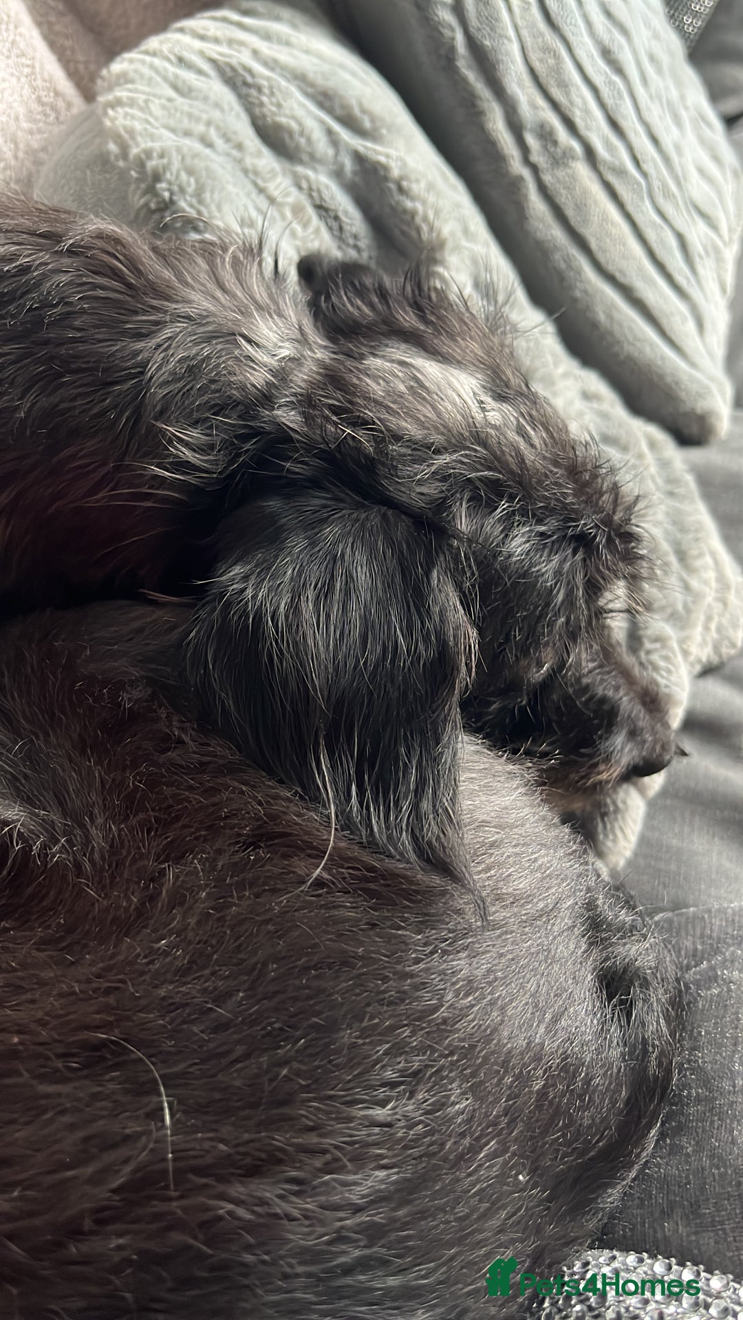 Mixed Breed dogs for sale: Luna  - Image 3
