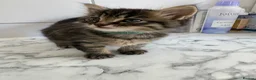 Mixed Breed cats for sale: Maine coon cross Rag doll litter  - Advert 4