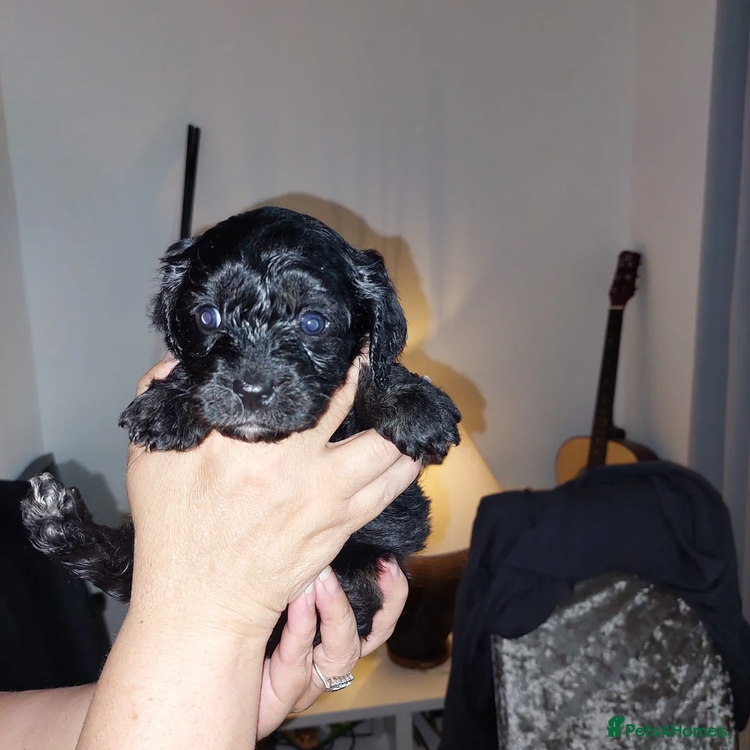 Cavapoo dogs for sale: Caverpoo - Advert 2