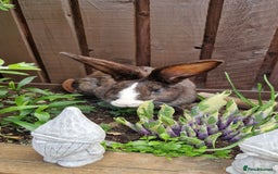 Continental Giant rabbits for sale: Giant Continental Cross - Image 2