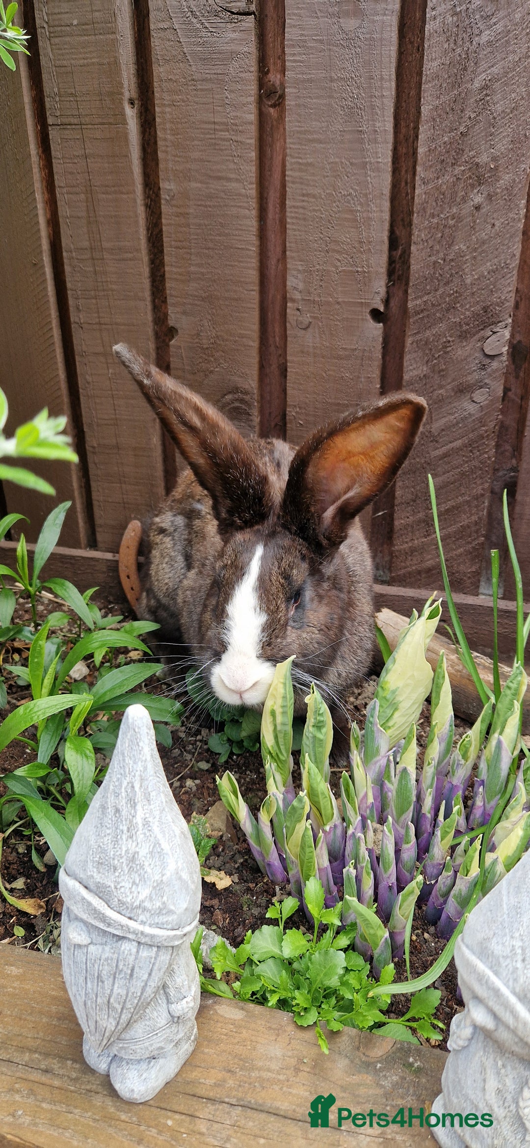 Continental Giant rabbits for sale: Giant Continental Cross - Image 2
