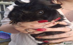 Guinea Pig rodents for sale: 3 Female Guinea Pigs- plus Hutch and extras - Image 5