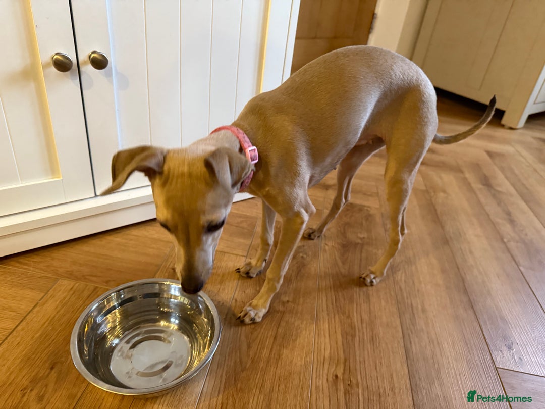 Italian Greyhound dogs for sale: Italian greyhound girl - Image 9