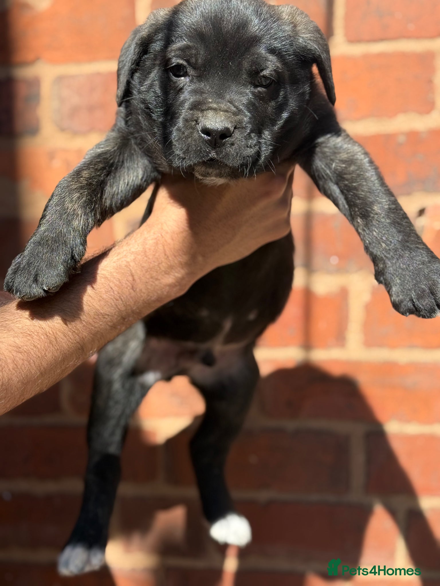 Presa Canario dogs Pure Elite!! 🏆Champion Blood presa Canario pups!! - Advert 2