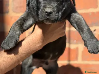 Presa Canario dogs Pure Elite!! 🏆Champion Blood presa Canario pups!! - Advert 2