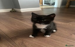 British Shorthair cats for sale: male British short haired black and white kittens  - Image 9