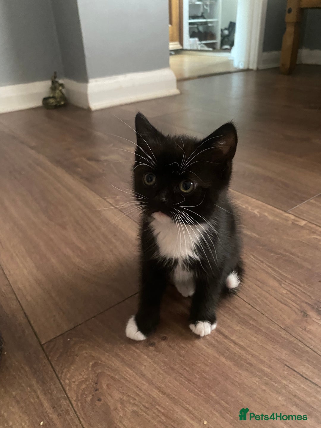 British Shorthair cats for sale: male British short haired black and white kittens  - Image 9