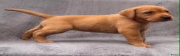 Labrador Retriever dogs for sale: working line Labrador retriever  - Advert 23