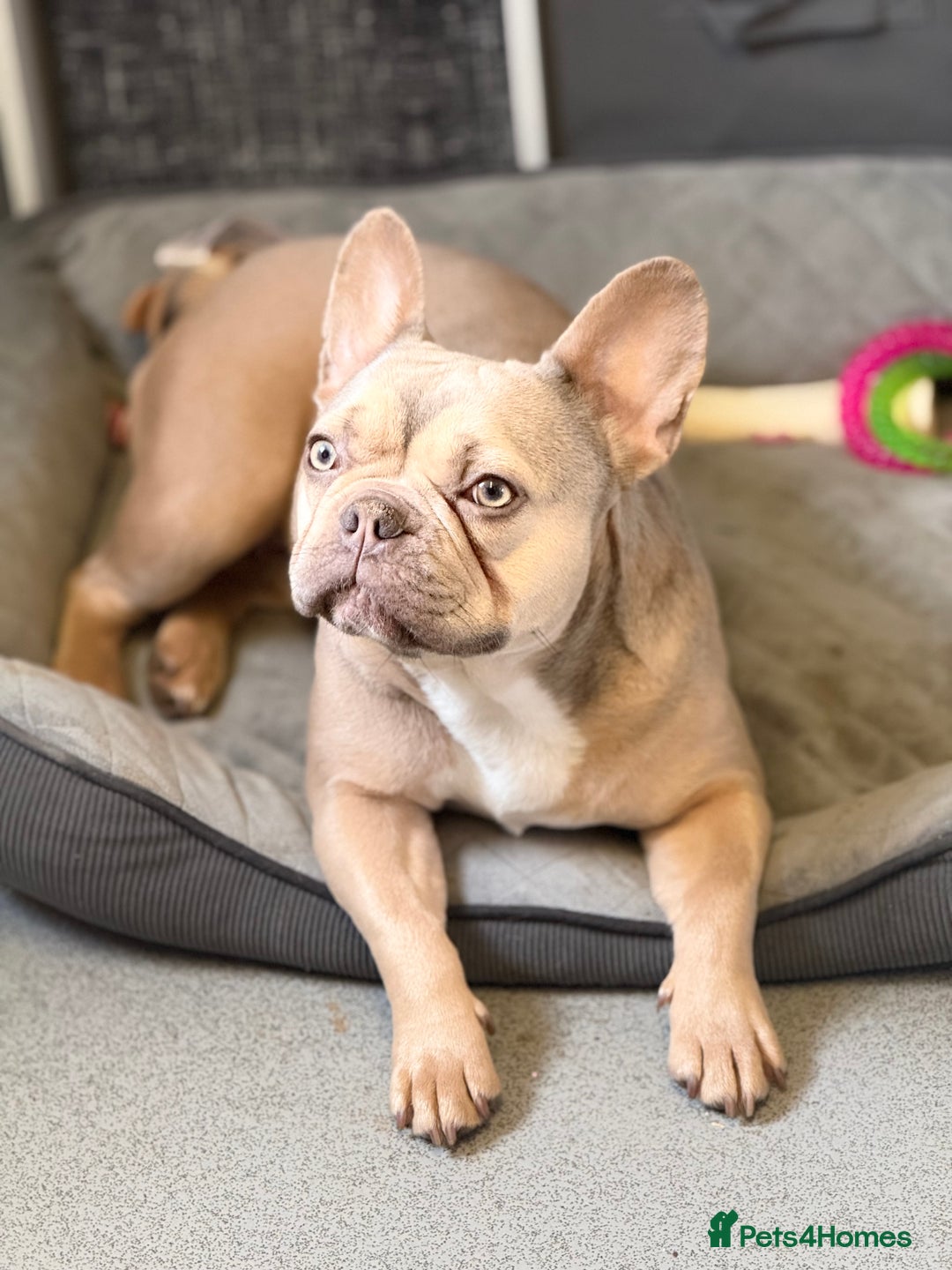 French Bulldog dogs for sale: Frenchie puppies 4 sale  - Image 3