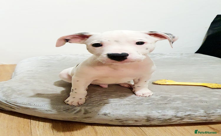 Mixed Breed dogs - Advert 3