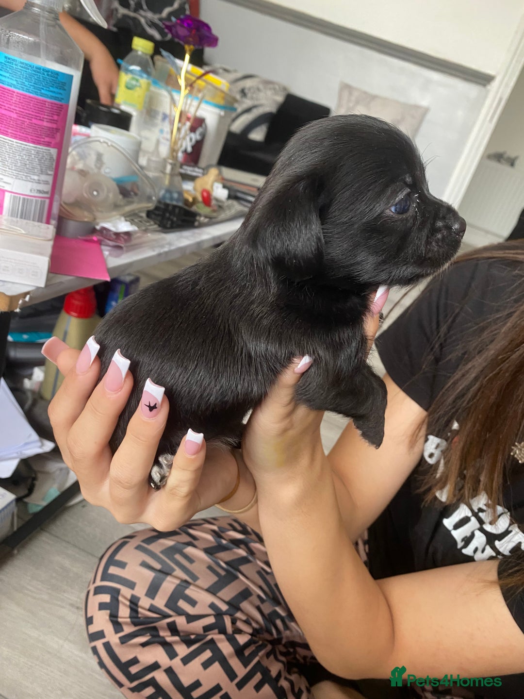 Mixed Breed dogs for sale: Puppies for sale - Image 10