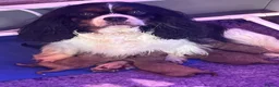 Cavapoo dogs for sale: Cavapoo Puppies  - Advert 10