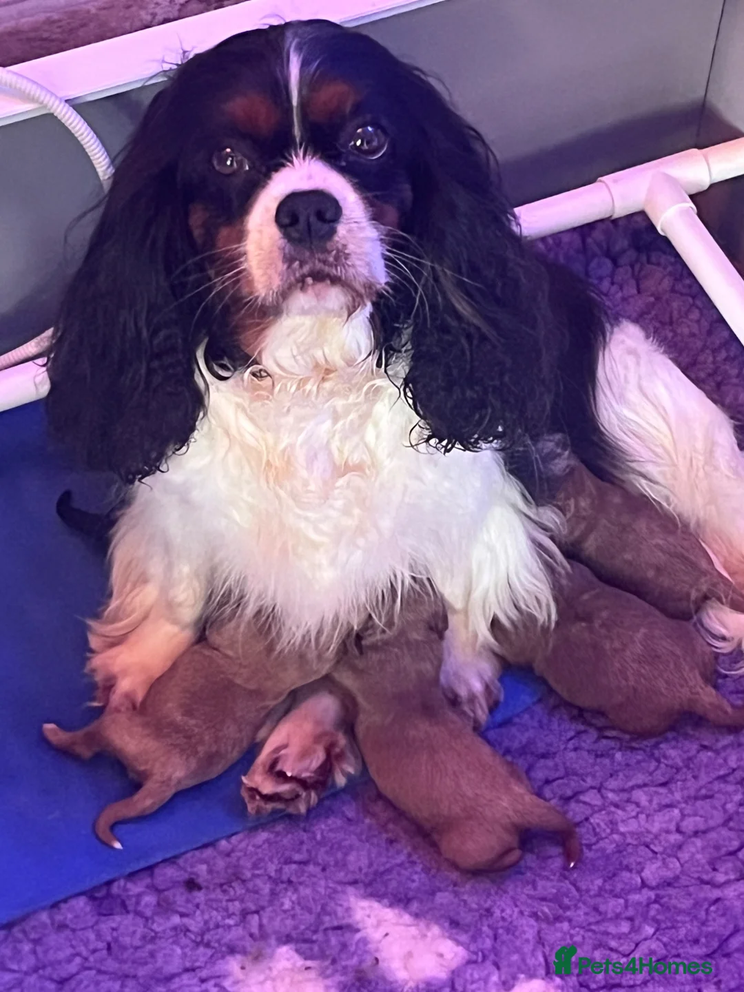 Cavapoo dogs for sale: Cavapoo Puppies  - Advert 10